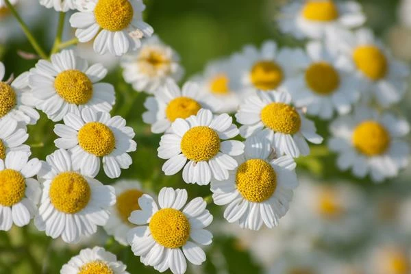 Which Country Consumes the Most Pyrethrum in the World?