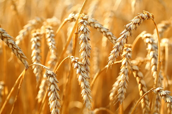 Le prix de l&#39;amidon de blé en Pologne chute à 695 dollars la tonne